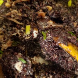 Combination Fried Rice